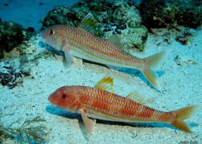 Apartmani Omisalj דירה *