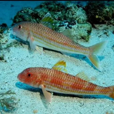 Apartmani Omisalj Apartmán *