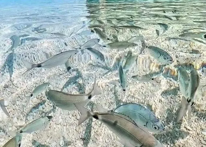 Apartmani Omisalj Daire